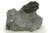 Detailed Gerastos Trilobite Fossil - Morocco #310248-2